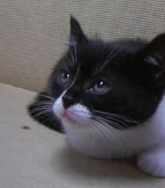 kyoukoさん