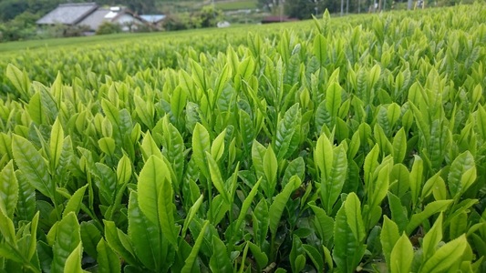 まみさん
