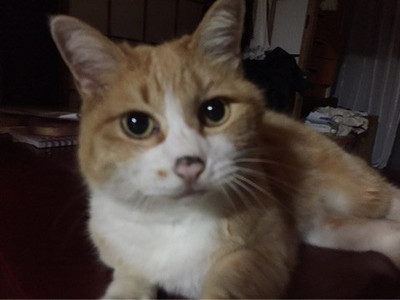 トン太さん