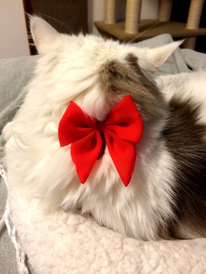 トンちゃんさん