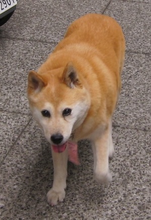 aratさん