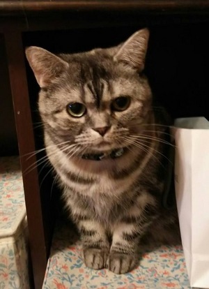 ほんでぃーさん
