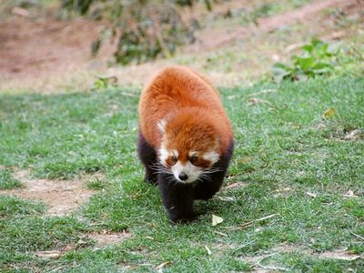 ともさん