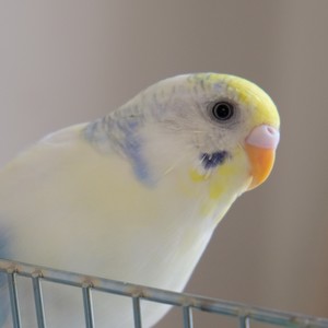 29I