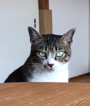 まごのてちゃんさん