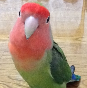 �ӂ䂴���炳��