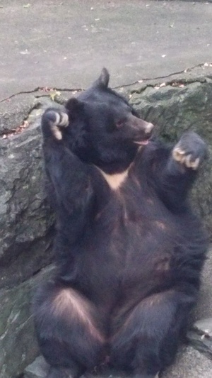 ��肠����