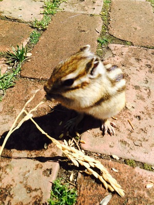 yoshirinco����