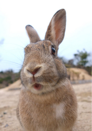 ややさん