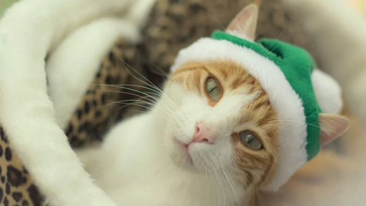 ききちゃんさん