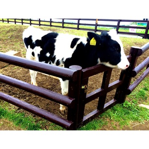 ともちゃんさん