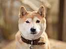 RURIさん