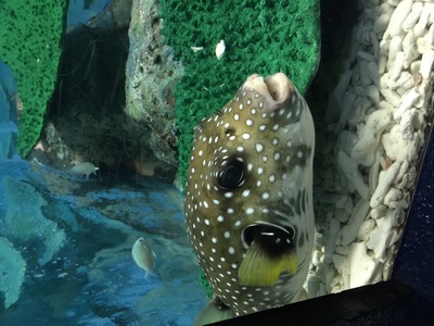 やっちゃんさん