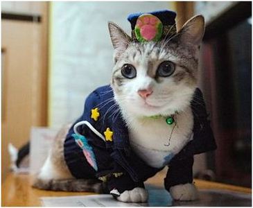 ちょこさん