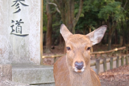 ���ʂ���