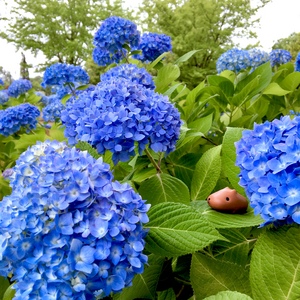 やすさん