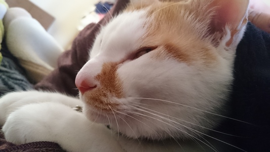 �ɂ�񂱂���